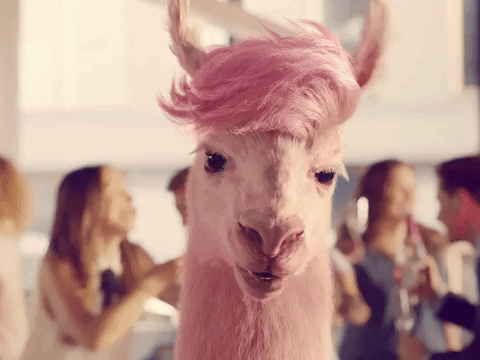 crazy-lama-thanks